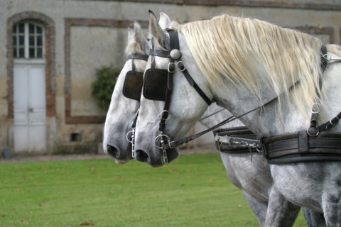 France, Basse Normandie, orne, pays d'auge ornais, randonnee a cheval autour de Medavy et de son chateau