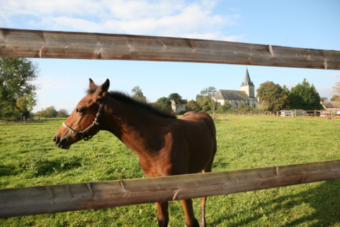 France, Basse Normandie, orne, pays d'auge ornais, randonnee a cheval autour de Medavy et de son chateau, cloture,