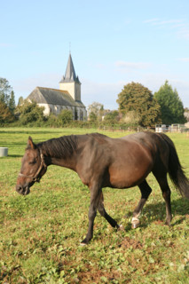 France, Basse Normandie, orne, pays d'auge ornais, randonnee a cheval autour de Medavy et de son chateau