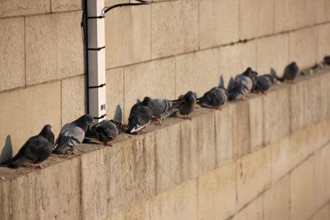 France, Paris 7e, pont de l'Alma, crue de la Seine, hiver, pigeons, froid,