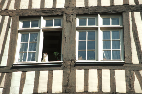 France, Haute Normandie, Seine Maritime, Rouen, rue eau de robec, chat a la fenetre ouverte, fleurs, maisons a pans de bois, colombage, medieval, habitat traditionnel,