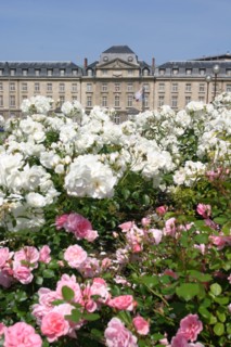 France, Haute Normandie, Seine Maritime, Rouen, hotel de region et jardins de la place, institution, administration, conseil regional, jardin, fleurs, rose, rosier