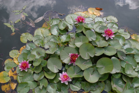 France, Haute Normandie, Seine Maritime, Rouen, rive gauche, jardin des plantes, fleurs, nature, ardin public,