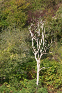 France, Haute Normandie, Seine Maritime, vallee de la Seine, arbre mort, hiver, foret,