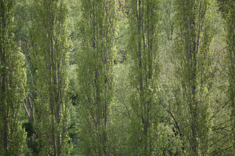 France, Haute Normandie, Seine Maritime, vallee de la Seine, la bouille, peupliers, arbres, gamme de verts,