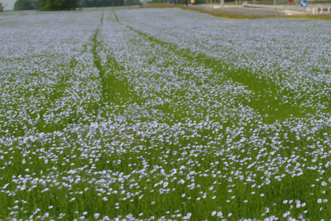 France, Haute Normandie, Seine Maritime, pays de Caux, Penly sainte marguerite, champ de lin en fleurs, agriculture, liniculture,