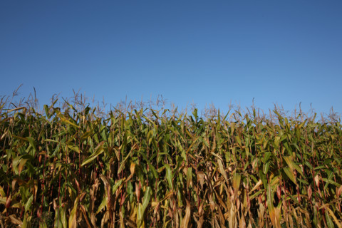 France, Haute Normandie, Seine Maritime, ecretteville les baons, champ de mais, agriculture, cereales,