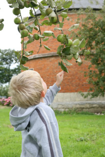France, Haute Normandie, Seine Maritime, bretteville du grand caux, ecomusee de la pomme et du cidre, enfant et pommier, pommes, decouverte,
