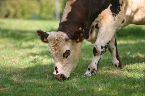 France, Haute Normandie, Seine Maritime, pays de Caux, vache normande, agriculture, elevage bovin, champ, pre,