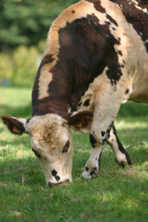 France, Haute Normandie, Seine Maritime, pays de Caux, vache normande, agriculture, elevage bovin, champ, pre,