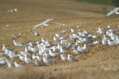 France, Haute Normandie, Seine Maritime, pays de Caux, mouettes dans un champ, agriculture,