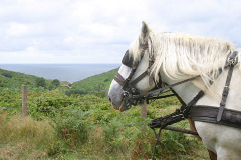 France, Haute Normandie, Seine Maritime, pays des hautes falaises, valleuse d'antifer, cheval de trait, percheron, mer,