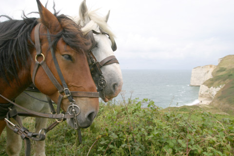 France, Haute Normandie, Seine Maritime, pays des hautes falaises, valleuse d'antifer, chevaux de trait, cob normand et percheron, mer, falaise,