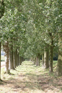 France, houquetot