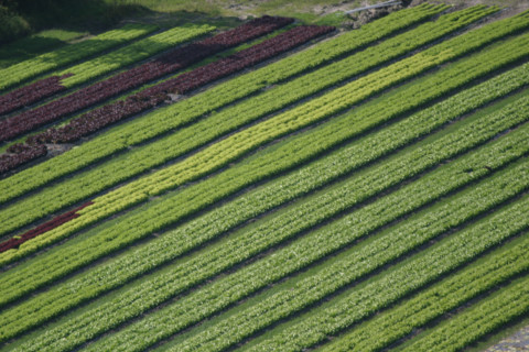 France, Haute Normandie, Seine Maritime, pays de Caux maritime, Paluel, panorama sur Vittefleur, culture maraichere, salades, agriculture,