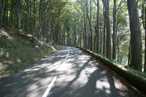 France, Haute Normandie, Seine Maritime, pays de Caux maritime, Paluel, route des communaux, arbres, ombres,