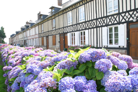 France, Haute Normandie, Seine Maritime, plateau du caux maritime, Gremonville, alignement de maisons populaires a colombages, pans de bois, hortensias,