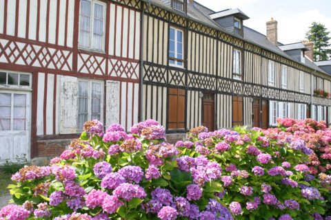 France, Haute Normandie, Seine Maritime, plateau du caux maritime, Gremonville, alignement de maisons populaires a colombages, pans de bois, hortensias,