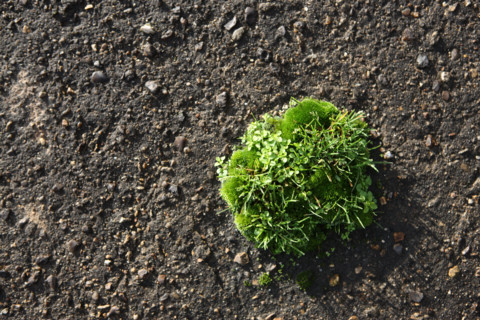 France, Haute Normandie, Seine Maritime, Rouen, detail, touffe d'herbe sur le macadam donnant l'impression d'un ilot de verdure, quais, grand port maritime, zone portuaire,