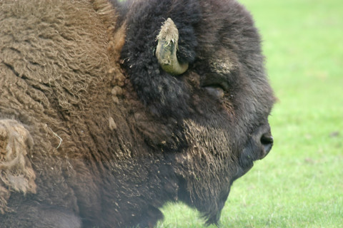 France, Haute Normandie, Seine Maritime, pays de Caux, muchedent, reve de bisons, elevage,