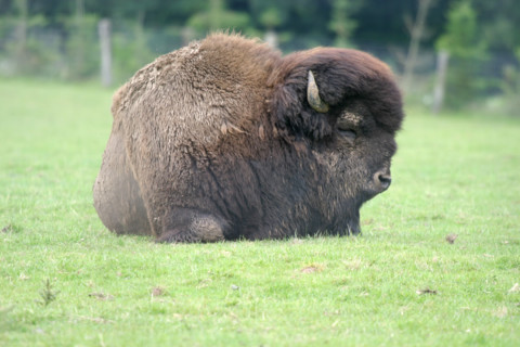 France, Haute Normandie, Seine Maritime, pays de Caux, muchedent, reve de bisons, elevage,