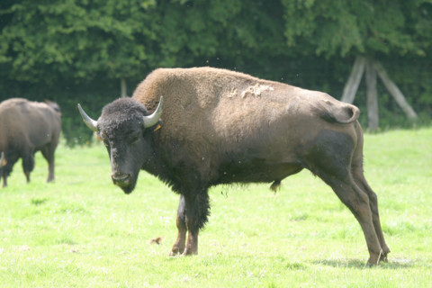 France, Haute Normandie, Seine Maritime, pays de Caux, muchedent, reve de bisons, elevage,