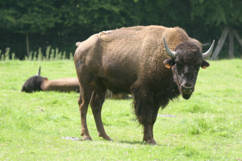 France, Haute Normandie, Seine Maritime, pays de Caux, muchedent, reve de bisons, elevage,
