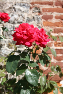 France, Haute Normandie, Seine Maritime, veules les roses, pays de Caux maritime, au fil de la veules, plus petit fleuve de france, rose, mur, briques,