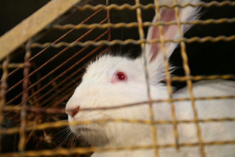 France, Haute Normandie, Seine Maritime, pays de Caux, le catellier, elevage de lapins angora, la ferme du chaud lapin M Lepecqueur, laine, lapin angora,