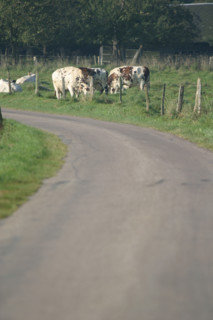 France, Haute Normandie, Seine Maritime, allouville bellefosse, au fil du GR 211, vache normande en pature, pre, champ, elevage bovin,