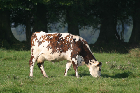 France, Haute Normandie, Seine Maritime, allouville bellefosse, au fil du GR 211, vache normande en pature, pre, champ, elevage bovin,