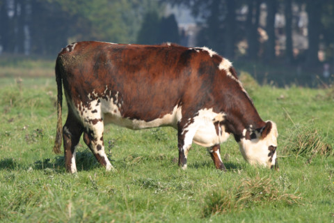 France, Haute Normandie, Seine Maritime, allouville bellefosse, au fil du GR 211, vache normande en pature, pre, champ, elevage bovin,