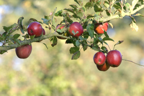 France, Haute Normandie, Seine Maritime, allouville bellefosse, au fil du GR 211, pommes, branche de pommier, verger, arbre fruitier,