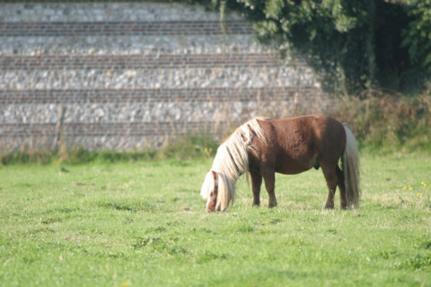 France, Haute Normandie, Seine Maritime, allouville bellefosse, au fil du GR 211, poney shetland, pature, champ, pre,