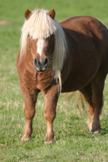 France, Haute Normandie, Seine Maritime, allouville bellefosse, au fil du GR 211, poney shetland, pature, champ, pre,