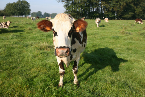 France, Haute Normandie, Seine Maritime, allouville bellefosse, au fil du GR 211, vache normande en pature, pre, champ, elevage bovin,