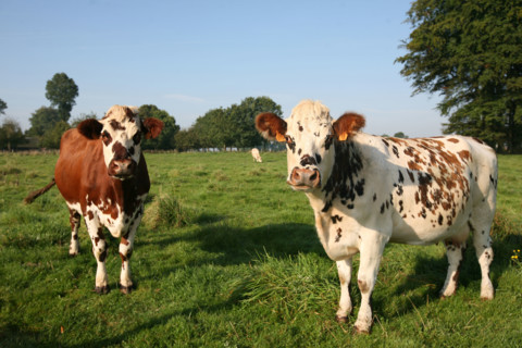 France, Haute Normandie, Seine Maritime, allouville bellefosse, au fil du GR 211, vache normande en pature, pre, champ, elevage bovin,