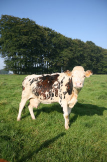 France, Haute Normandie, Seine Maritime, allouville bellefosse, au fil du GR 211, vache normande en pature, pre, champ, elevage bovin,