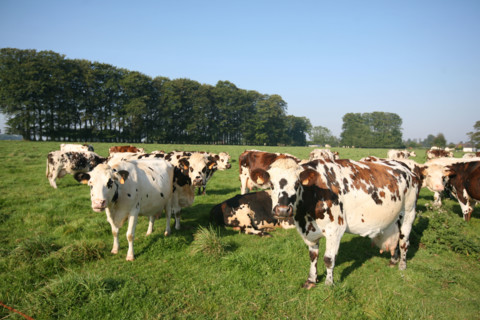 France, Haute Normandie, Seine Maritime, allouville bellefosse, au fil du GR 211, vache normande en pature, pre, champ, elevage bovin,