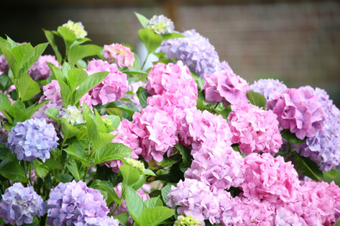 France, Haute Normandie, Seine Maritime, pays de bray, les ventes saint remy, hortensias,