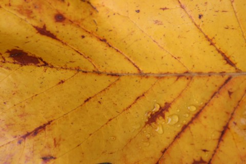 France, Haute Normandie, Seine Maritime, pays de bray, les ventes saint remy, feuilles d'automne au jardin du roi de rome, gouttes de pluie,