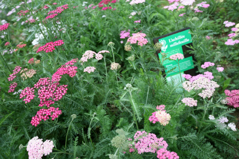 France, Haute Normandie, Seine Maritime, vallee de la Seine, gruchet le valasse, parc EANA, consacre au developpement durable, environnement, fleurs,