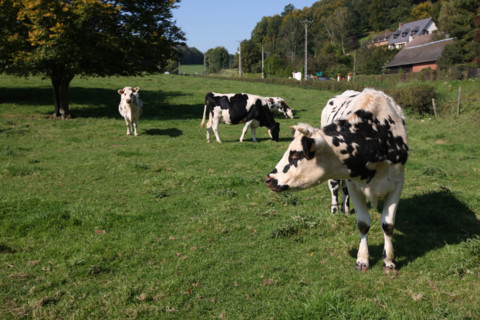 France, Haute Normandie, Seine Maritime, pays de Caux, champ, troupeau de vaches normandes, sainte austreberthe,