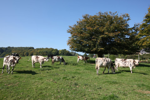 France, Haute Normandie, Seine Maritime, pays de Caux, champ, troupeau de vaches normandes, sainte austreberthe,