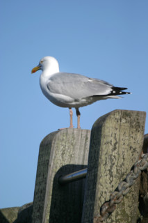 France, Basse Normandie, Manche, Cotentin, cap de la hague, port Racine, Saint-Germain des vaux, plus petit port de france, goeland argente sur une echelle de quai,