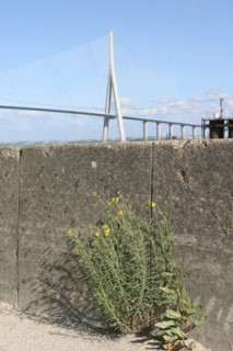 France, Haute Normandie, Seine Maritime, pont de Normandie, berge et parapet en beton, vegetation sauvage,