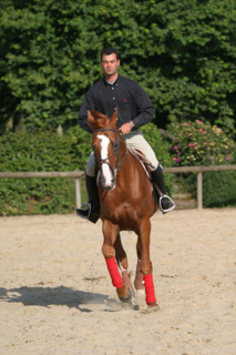 France, Basse Normandie, Manche, pays de saint lo, florian angot, cavalier international, selectionne olympique 2004, first de launay, etalon du haras national de saint lo, cheval, hippisme, selle fra...