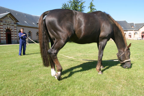 France, Basse Normandie, Manche, pays de saint lo, haras national de saint lo, ecuries, cour, cheval, hippisme, selle francais, saillie, etalon rosire, cour,