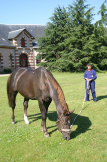 France, Basse Normandie, Manche, pays de saint lo, haras national de saint lo, ecuries, cour, cheval, hippisme, selle francais, France, Basse Normandie, Manche, pays de saint lo, haras national de sai...