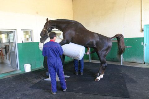 France, Basse Normandie, Manche, pays de saint lo, haras national de saint lo, ecuries, cour, cheval, hippisme, selle francais, saillie, etalon rosire, reproduction
